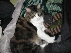 Don't forget to pack the cat!