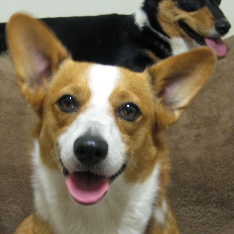 Yep, it's a smiling corgi.